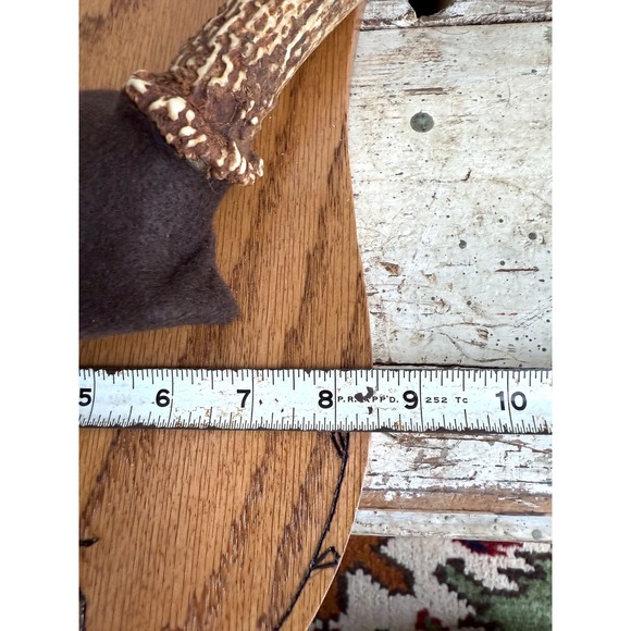 8 Point Whitetail Deer Antler Rack on Oak Plaque Rustic Michigan Mount 20" Wide - Picture 11 of 16